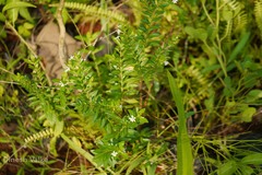 Cuphea hyssopifolia